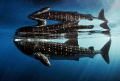   Reflections  